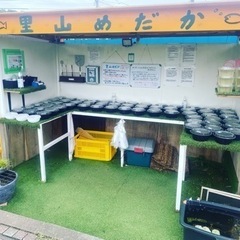 里山めだか　無人販売所　9/22出品