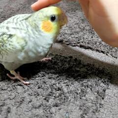 オカメインコ探しています - 高松市