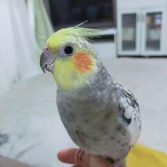 オカメインコ探しています