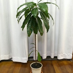 【受け渡し済み】カニステルの鉢植え　無料