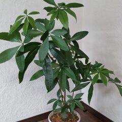 ⭐交渉中⭐観葉植物　パキラ🌿✨（お届け可能です！）
