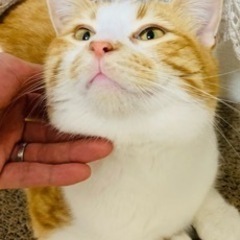里親募集〜1歳5ヶ月長足マンチカン
