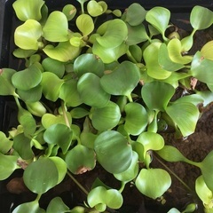 ホテイアオイ・浮き草