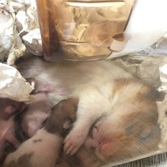 ゴールデンハムスター