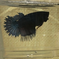 ♀クラウンテールベタ