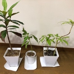 鉢植え　びわ、アボカド