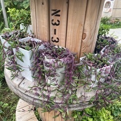 多肉植物の、ルビーネックレスの鉢植え