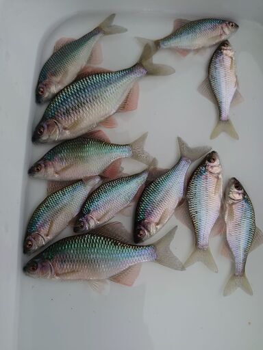 【日本淡水魚】タナゴ カネヒラ オスメス5匹