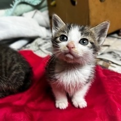 生後2週間程の子猫ちゃん5匹 - 三沢市