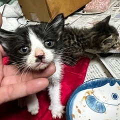 生後2週間程の子猫ちゃん5匹 − 青森県