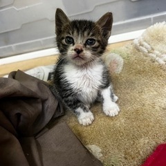 生後2週間程の子猫ちゃん5匹 - 猫