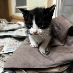 生後2週間程の子猫ちゃん5匹 - 里親募集