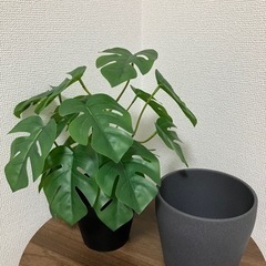 【譲渡先決まりました】IKEA モンステラ イケア 人工観葉植物 室内 屋外用 PERSILLADE ペルスィラデ 鉢 フェイクグリーンの画像