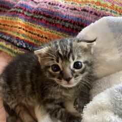 生後１ヶ月の小猫の里親を探してます