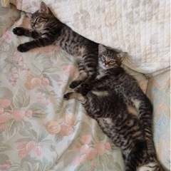 子猫　８月９日頃生まれ　近々保護予定