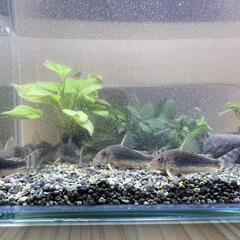 熱帯魚 コリドラスゴッセイ ワイルドF1 Ｌサイズ ３匹セットの画像