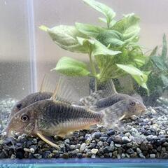 熱帯魚 コリドラスゴッセイ ワイルドF1 Ｌサイズ ３匹セット