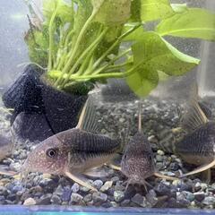 熱帯魚 コリドラスゴッセイ ワイルドF1 Ｌサイズ ３匹セットの画像
