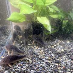 熱帯魚 コリドラスゴッセイ ワイルドF1 Ｌサイズ ３匹セットの画像