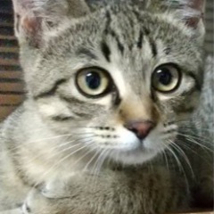 かわいい猫ちゃん。保護しています。