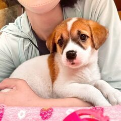 懐っこくて元気♡プリッツちゃん　メス　2ヶ月　雑種