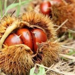 【武蔵小杉】秋満喫！食欲の秋フェア～栗拾い体験～｜2022年10...