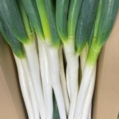 ねぎ農家渡部　バイト募集の画像
