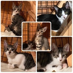 あまみのねこひっこし応援団！パネル展&里親会(譲渡会)(=^ェ^=)