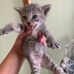 グレー虎雌。里親さん決まりました