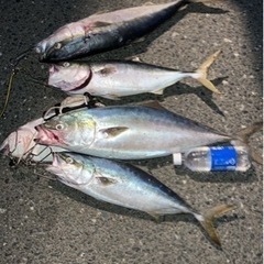 静岡市周辺の釣り仲間募集、シーバスショアジギ - 静岡市