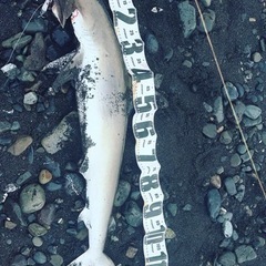 静岡市周辺の釣り仲間募集、シーバスショアジギ - 友達