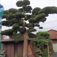 イヌマキの輸出の為 の画像