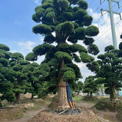 イヌマキの輸出の為 の画像