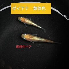めだか屋　艶麗　強青ラメサファイアの画像