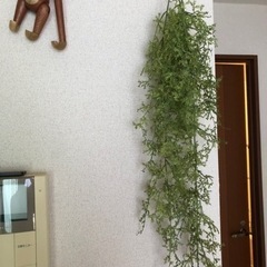 ビーカンパニー購入 フェイクグリーン