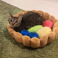 1歳キジトラ　メス（保護猫）