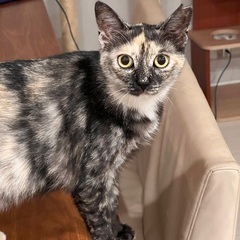 1歳サビ猫　メス（保護猫）
