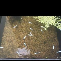 メダカ🐠（今年産まれ）
