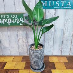 観葉植物】 ストレリチア レギネ　　受皿付