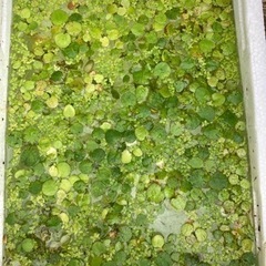 浮草＊水草　アマゾンフロッグピット　100円の画像