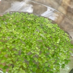 水草＊浮草　アオキウキクサ