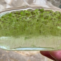 水草＊浮草　アオキウキクサの画像