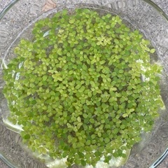 水草＊浮草　アオキウキクサの画像