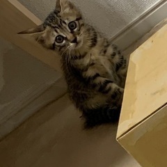 子猫里親募集