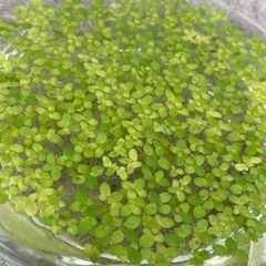 水草＊浮草　アオキウキクサの画像