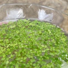 水草＊浮草　アオキウキクサの画像