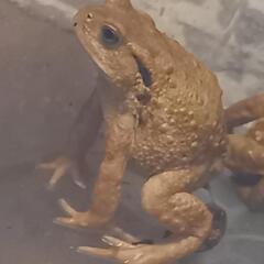 アズマヒキガエル　