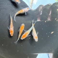9/29（金）改良メダカ現物販売します　船橋メダカファームの画像