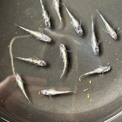 9/29（金）改良メダカ現物販売します　船橋メダカファームの画像