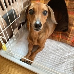 【里親さん決まりました】ミニチュアダックス♀